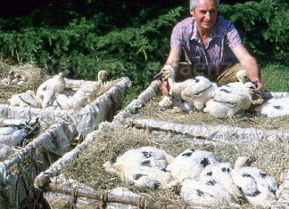 Un libro racconta come Carlo Gulmanelli riportò le cicogne a Faenza