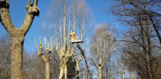 Potatura alberi in via Zambrini: lavori a partire dal 27 dicembre