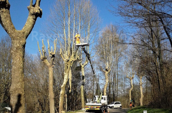 Potatura-alberi-e1605561428325