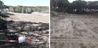 Ancisi (LpRa): “rasa al suolo a Marina Romea un’area di pineta protetta “