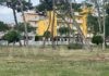 Lions Club Milano Marittima 100 e l’ambiente: piantumati tre alberi nell’anello del Pino