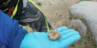 Denuncia i vicini per “bocconi-esca”, ma li aveva messi lei. Nei guai per calunnia due faentini