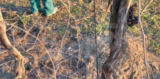 Coldiretti: A Cotignola invasione di conigli nei campi. Danni ingenti a colture, fossati e agli argini del Senio