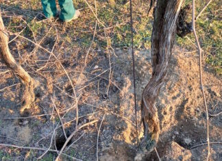 Coldiretti: A Cotignola invasione di conigli nei campi. Danni ingenti a colture, fossati e agli argini del Senio