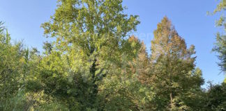 Riapertura, visite guidate e laboratori al Podere Pantaleone