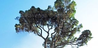 Processionaria del Pino: al via nella prossima settimana gli interventi sulle piante infestate