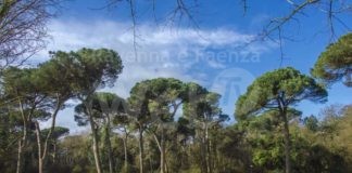 “Sentire i sentieri, a piedi nella natura”, al via due passeggiate con guide naturalistiche nelle pinete di Classe e San Vitale