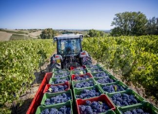 Il vino romagnolo cooperativo in evidenza al Vinitaly