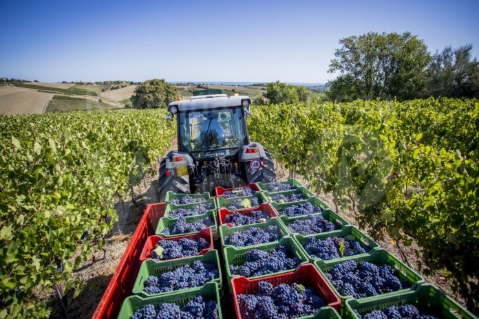 vigna paesaggio mare e trattore (6) (Large)