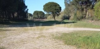 Ancisi (LpRa): Riforestare la pineta di Marina Romea rasa al suolo brutalmente