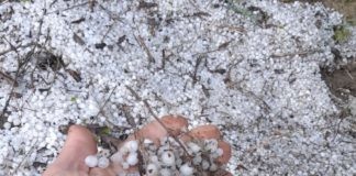 Intensa grandinata nell’alto faentino: Il maltempo investe frutteti, vigneti e ulivi già martoriati dal gelo primaverile