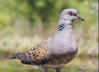 Il Patrimonio della Biodiversità – Mosaico e Natura, una mostra a Palazzo Rasponi dalle Teste
