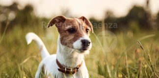 Getta il cane incatenato nel Candiano e poi denuncia la scomparsa. Nei guai un 46enne