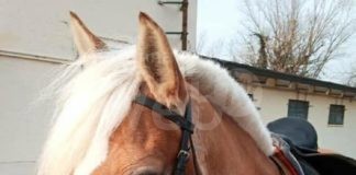 Teodorico Green Days: Cavalli, giochi di una volta e agri-picnic nel cuore verde di Ravenna