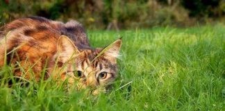 Uccide il gatto della moglie per gelosia: “Vuoi più bene a lui che a me”, nei guai un 37enne
