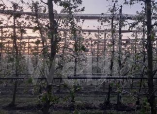 Gelate tardive in Romagna, rischio danni pesanti, al via la stima dei danni