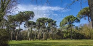 Ravenna. Gibertoni (Misto): più tutela per la pineta nel Parco del Delta del Po