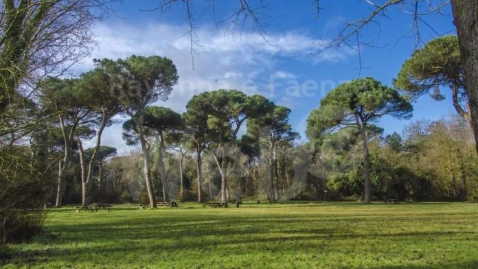 delta_del_po_ pineta