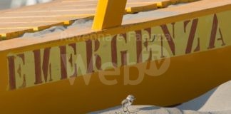 A breve la nascita dei piccoli fratini, appello ai cittadini e alle Istituzioni