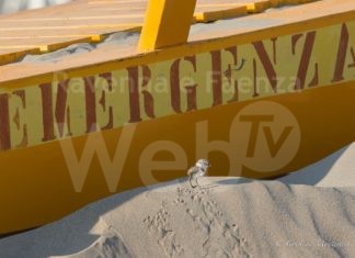 A breve la nascita dei piccoli fratini, appello ai cittadini e alle Istituzioni