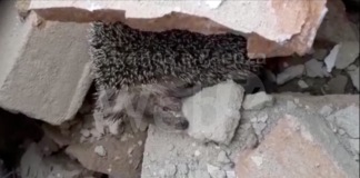 Tre ricci trovati morti sotto le macerie dopo le demolizioni alla Ghilana