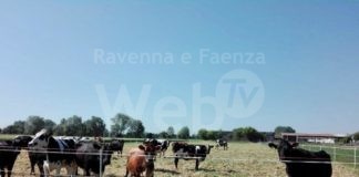 Le CAB di Ravenna: “Il biologico perde di competitività”