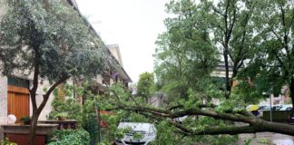 Maltempo, alberi caduti in tutto il territorio, tanti i danni | Foto