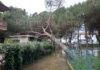 Pericolo di caduta delle alberature a causa del maltempo