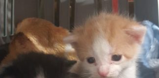 Enpa Lugo: 5 gattini abbandonati in una valigia a Lavezzola