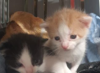 Enpa Lugo: 5 gattini abbandonati in una valigia a Lavezzola