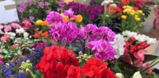 Centro sociale Le Rose di Ravenna “Maz Fiurì” (Maggio Fiorito)