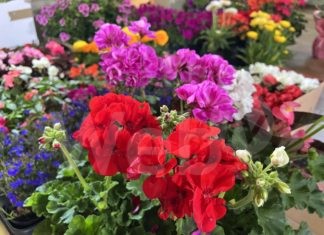 Centro sociale Le Rose di Ravenna “Maz Fiurì” (Maggio Fiorito)