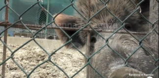 Migliaia di animali morti negli allevamenti