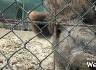 Migliaia di animali morti negli allevamenti