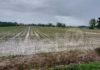 Maltempo, Romagna: sott’acqua 5mila aziende agricole