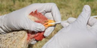 Ravenna. Gibertoni (Misto): “Sospendere l’ampliamento dell’allevamento avicolo a Lugo