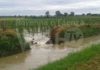 Fusignano, maltempo: a rischio l’area compresa tra il fiume Senio e il Canale dei Mulini e a Rossetta