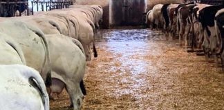 Maltempo: Da salvare 250mila bovini, maiali e pecore