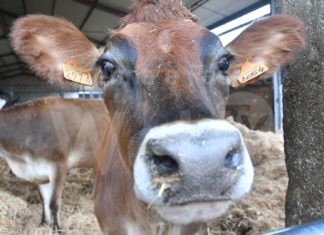 Conselice: 350 vitelli e mucche salvati in extremis alla CAB Massari