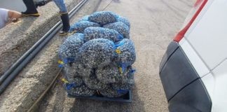 Guardia Costiera: sequestrati 330 kg di vongole pescate illecitamente