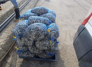 Guardia Costiera: sequestrati 330 kg di vongole pescate illecitamente