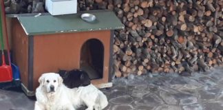 Ancisi (LpRa): Il comune aiuti le persone in emergenza abitativa a non separarsi dall’animale di famiglia