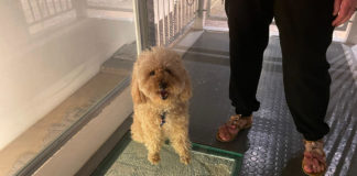 RavennAntica: i siti museali aperti anche agli amici a quattro zampe