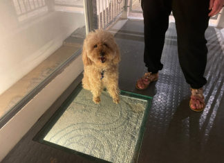 RavennAntica: i siti museali aperti anche agli amici a quattro zampe