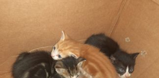 Enpa Lugo: 3 gattini abbandonati in uno scatolone a San Lorenzo