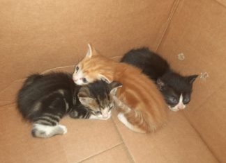 Enpa Lugo: 3 gattini abbandonati in uno scatolone a San Lorenzo