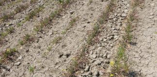 Guerra (NCI): Terre devastate