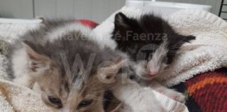 Lugo: Eccezionale salvataggio di due gattini intrappolati dentro a un tubo