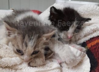 Lugo: Eccezionale salvataggio di due gattini intrappolati dentro a un tubo