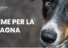 Arrivano in Romagna 200.000 pasti per i cani e gatti colpiti dall’alluvione